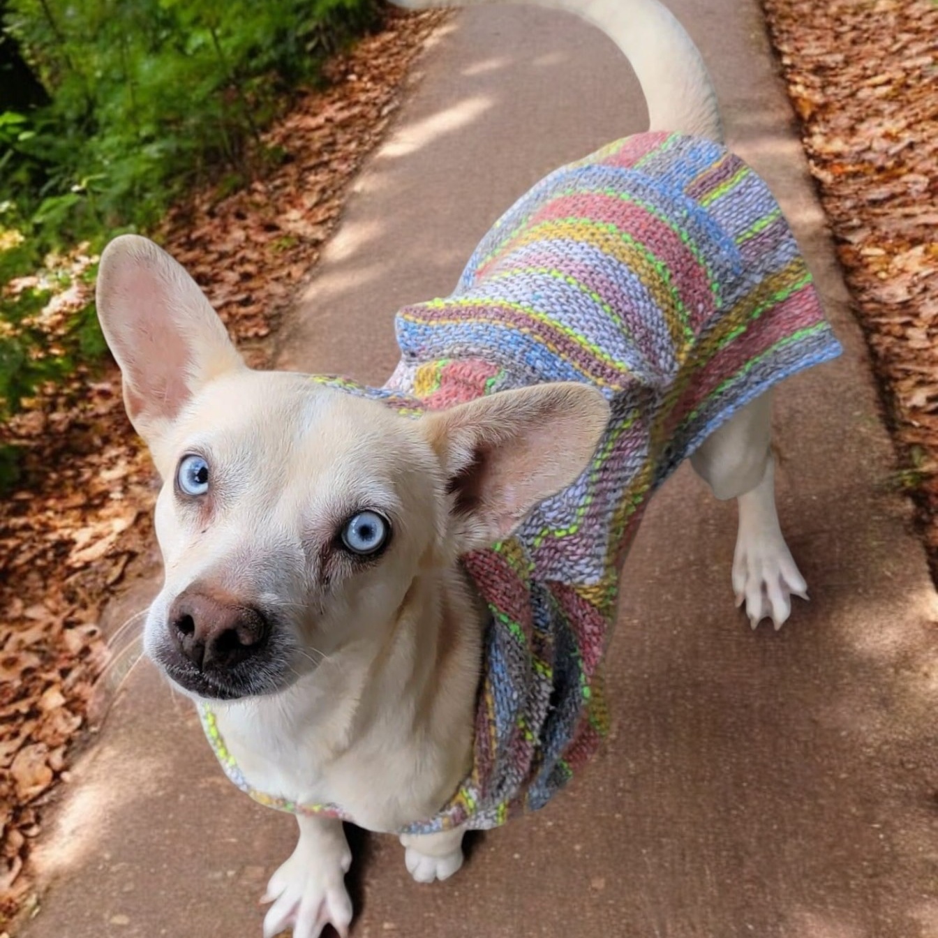 Enlarge FLEETWOOD, a Adoptable mixed breed in Graham, WA image 1/2