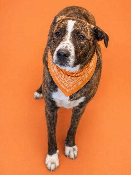 Kiya, Adoptable, Adult Female Mountain Cur & Mixed Breed.