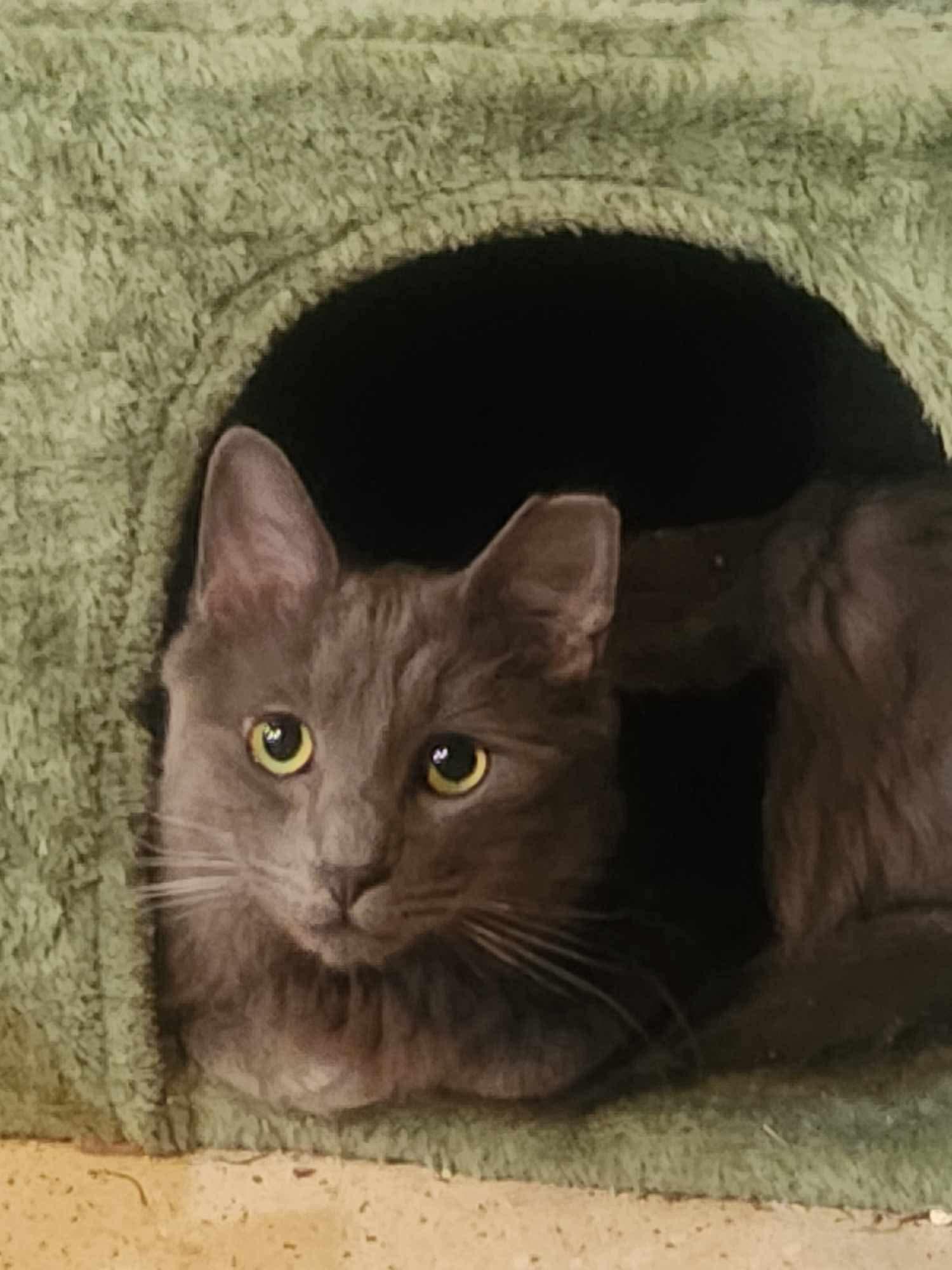 Ash (Asher), Adoptable, Adult Male Domestic Short Hair.