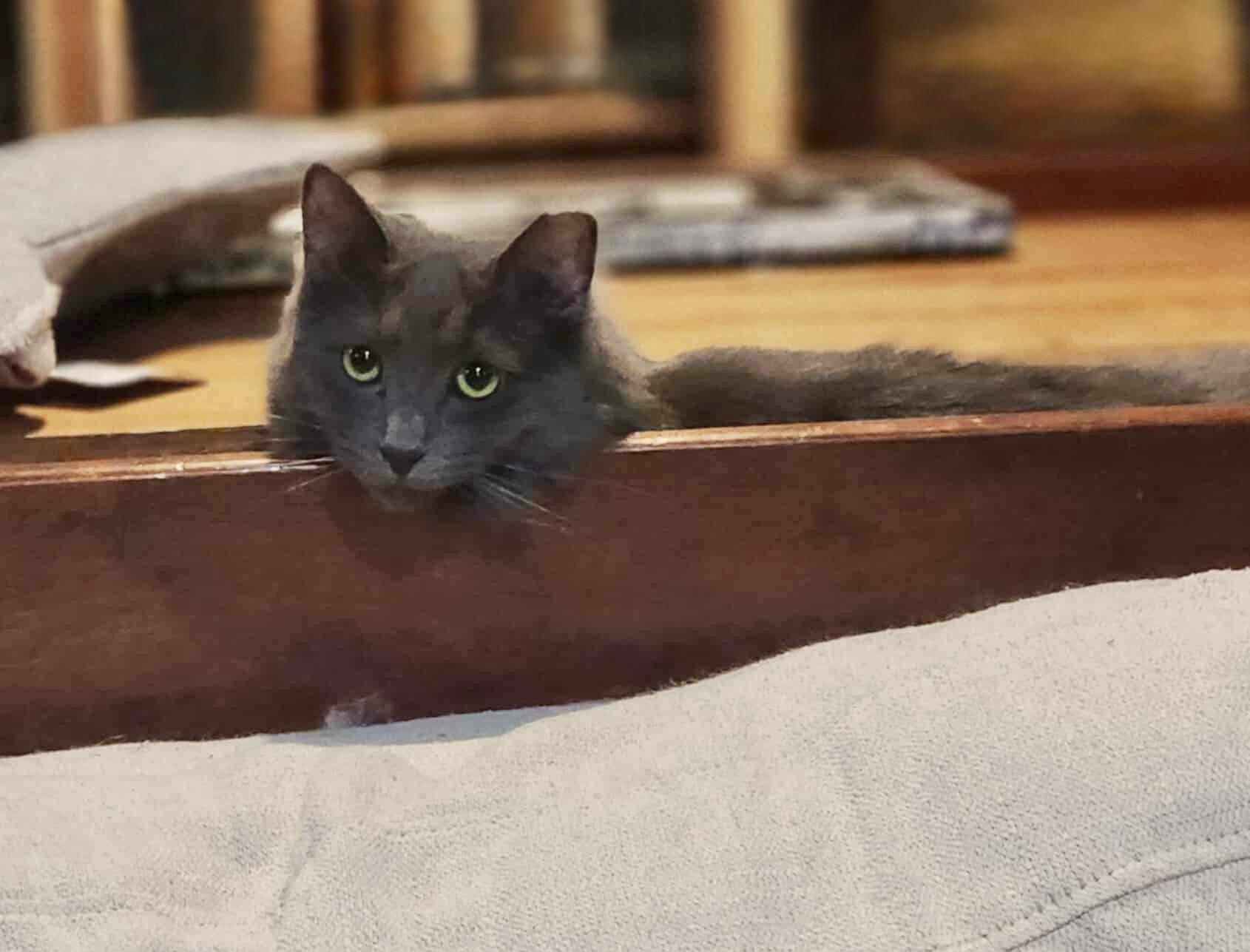 Enlarge Ash (Asher), a Adoptable Domestic Short Hair in North Haledon, NJ image 2/6