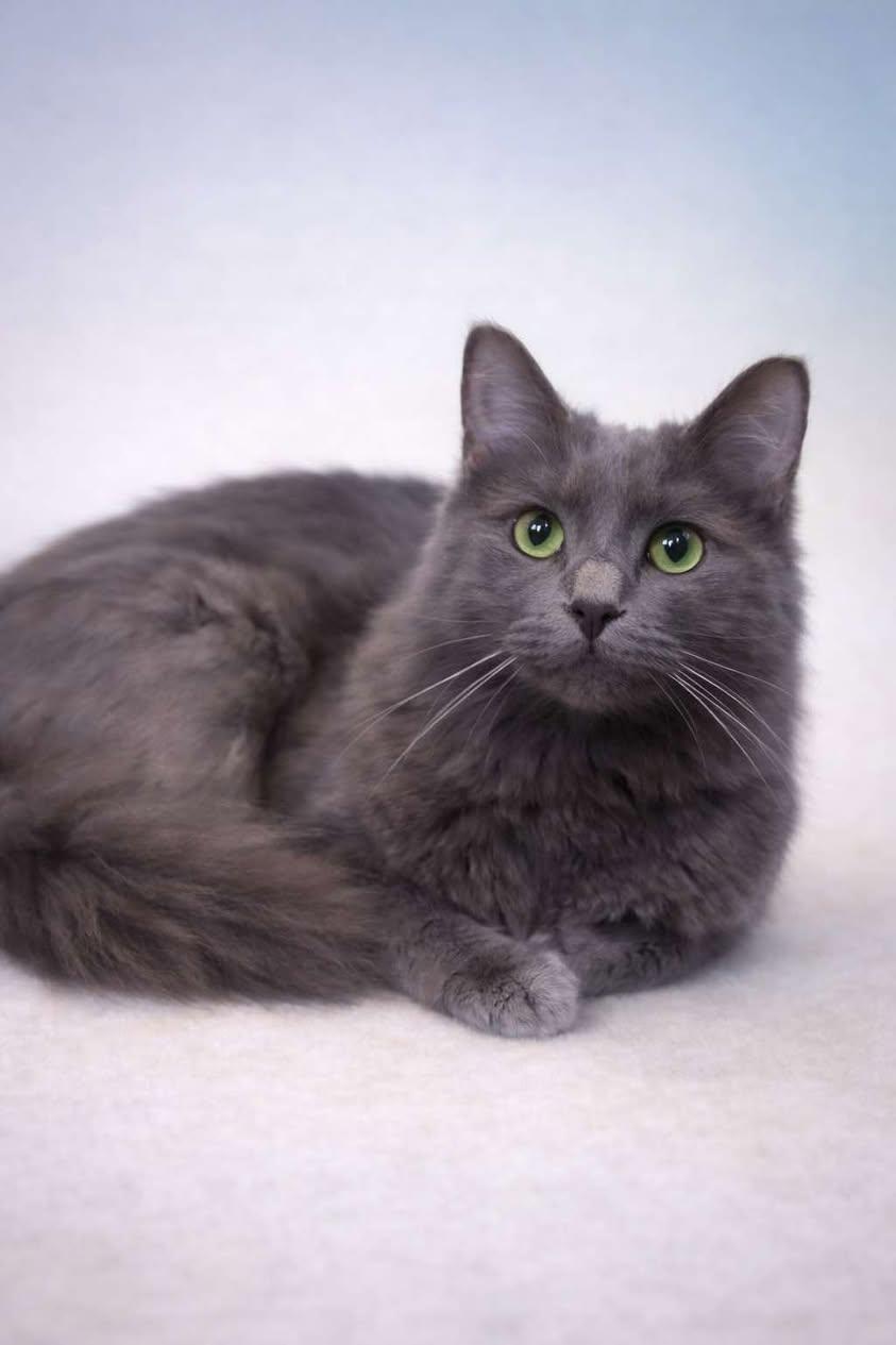 Enlarge Ash (Asher), a Adoptable Domestic Short Hair in North Haledon, NJ image 4/6