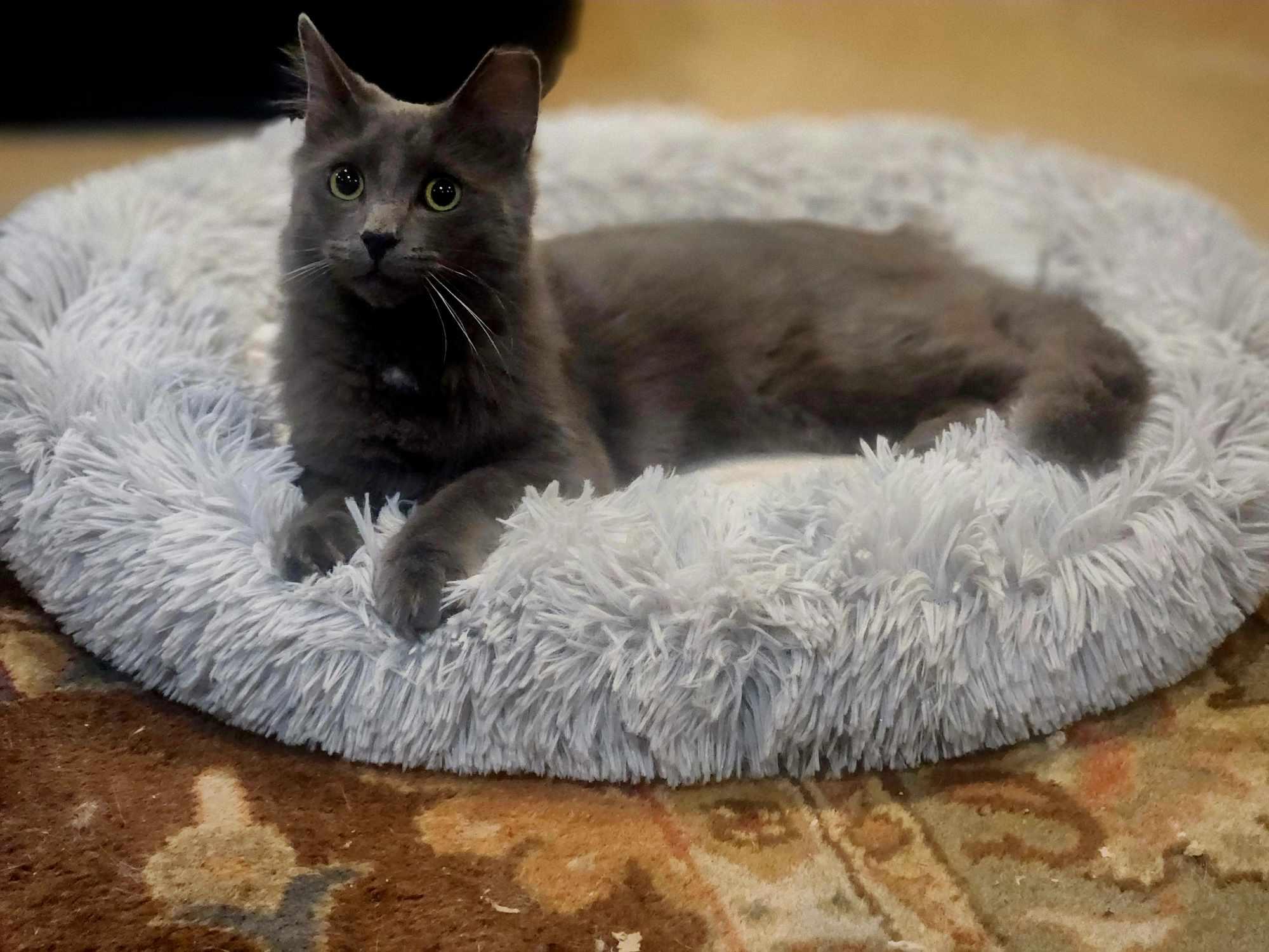 Enlarge Ash (Asher), a Adoptable Domestic Short Hair in North Haledon, NJ image 5/6