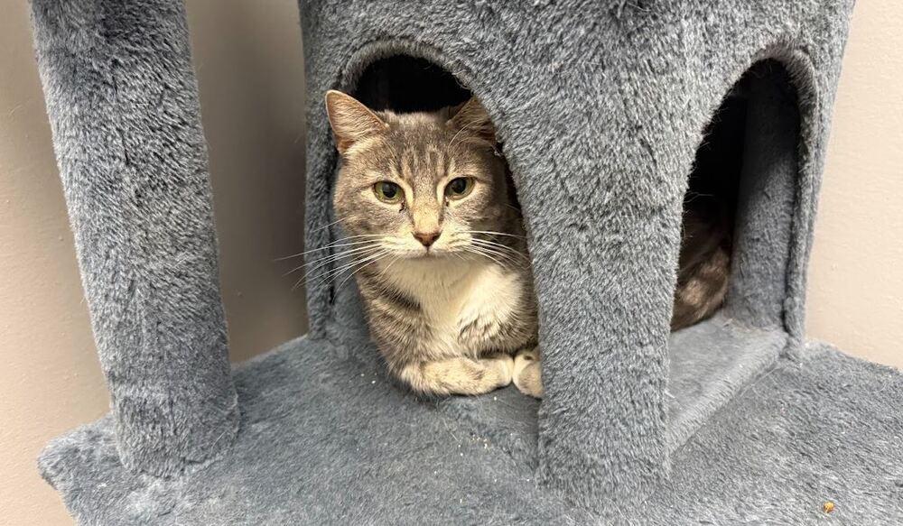 Enlarge Mariska, a Adoptable Domestic Short Hair in Hudson, NH image 1/2