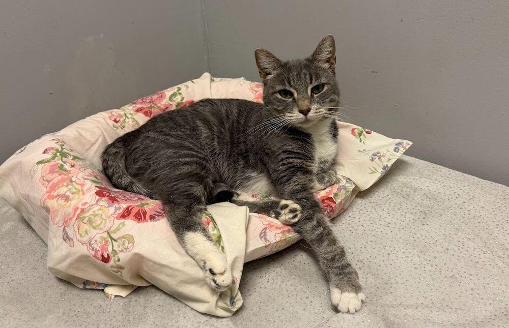 Enlarge Mariska, a Adoptable Domestic Short Hair in Hudson, NH image 2/2