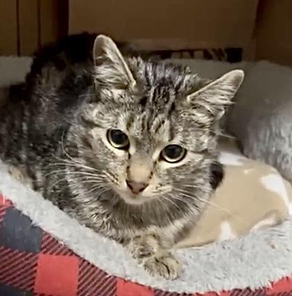 Enlarge Panini (bonded with Biscuit), an adopted mixed breed in Toronto, ON image 3/5