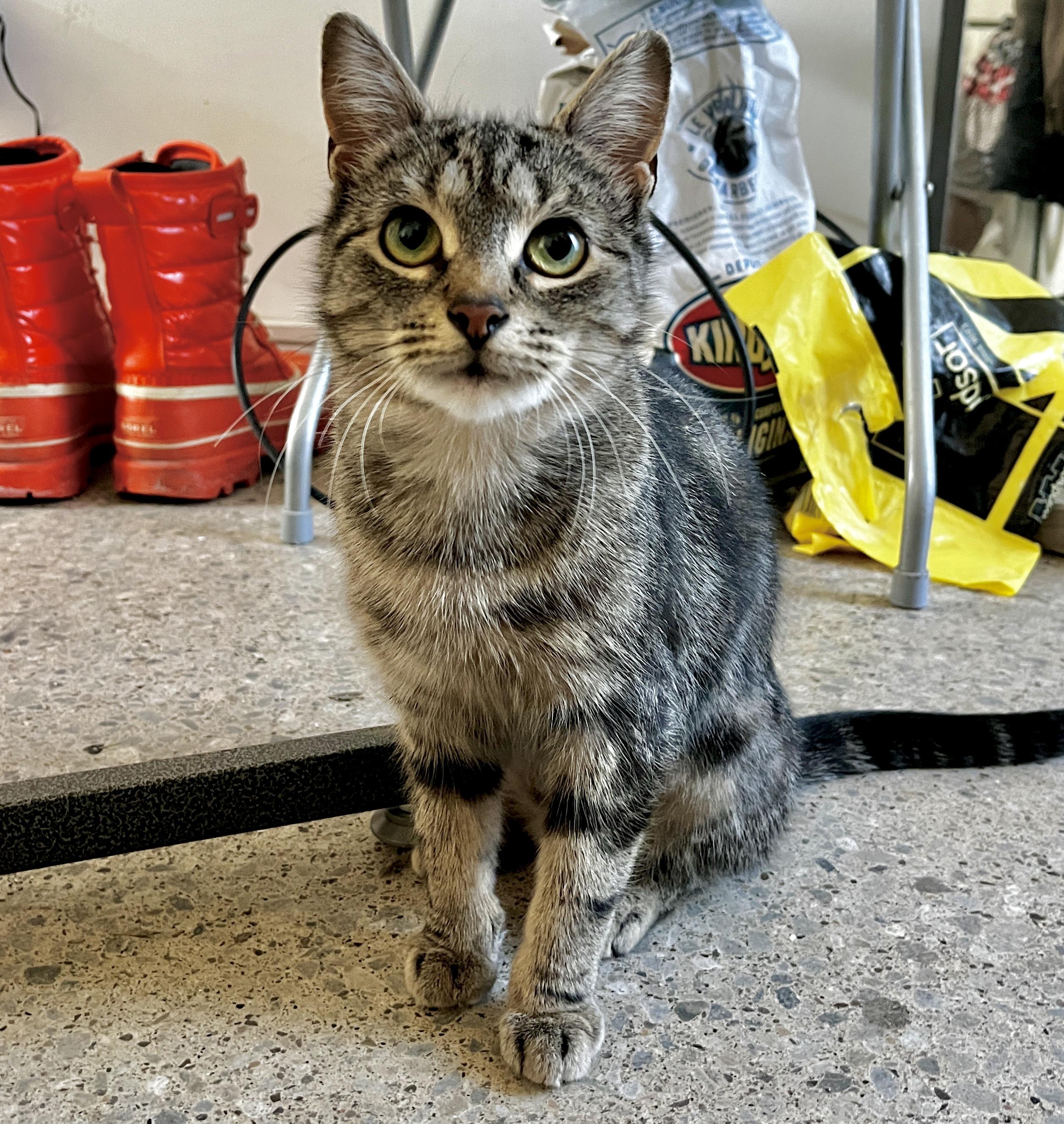 Enlarge Panini (bonded with Biscuit), an adopted mixed breed in Toronto, ON image 2/5