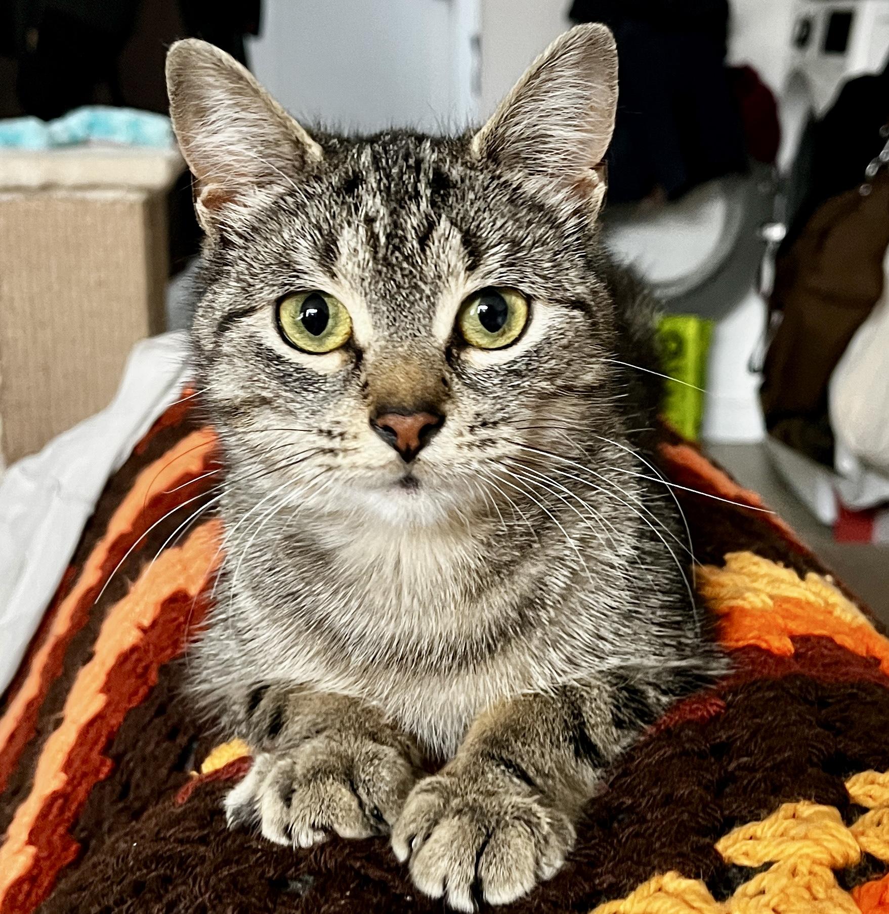 Enlarge Panini (bonded with Biscuit), an adopted mixed breed in Toronto, ON image 1/5