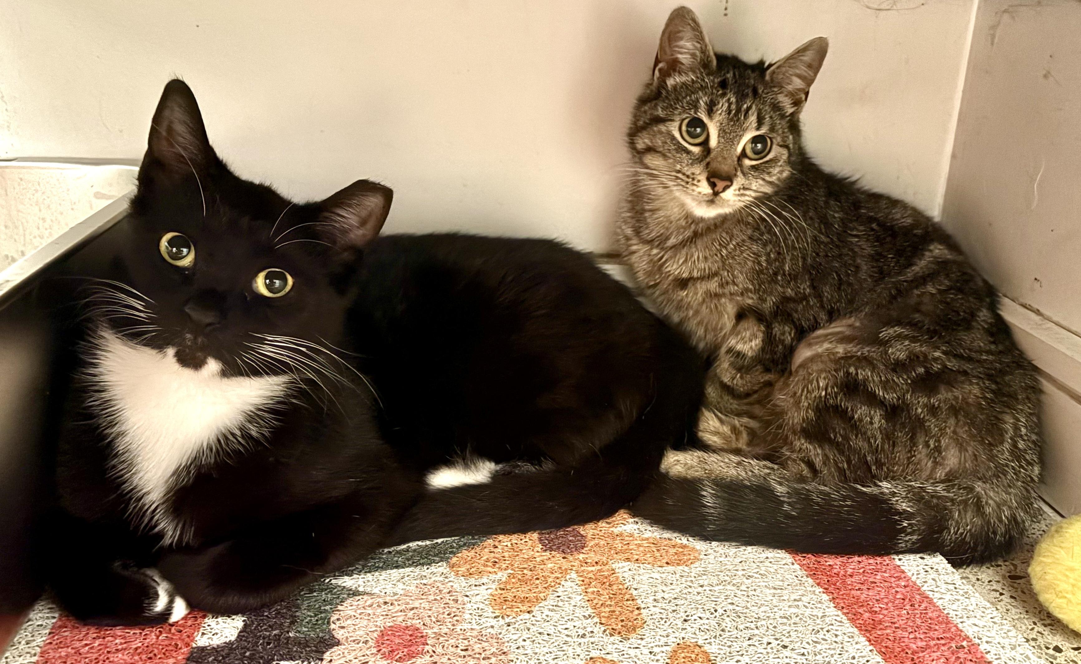 Enlarge Panini (bonded with Biscuit), an adopted mixed breed in Toronto, ON image 5/5