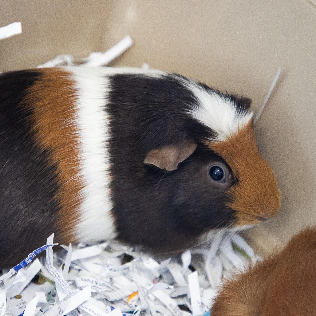 Ginger, Adoptable, Adult Female Guinea Pig.