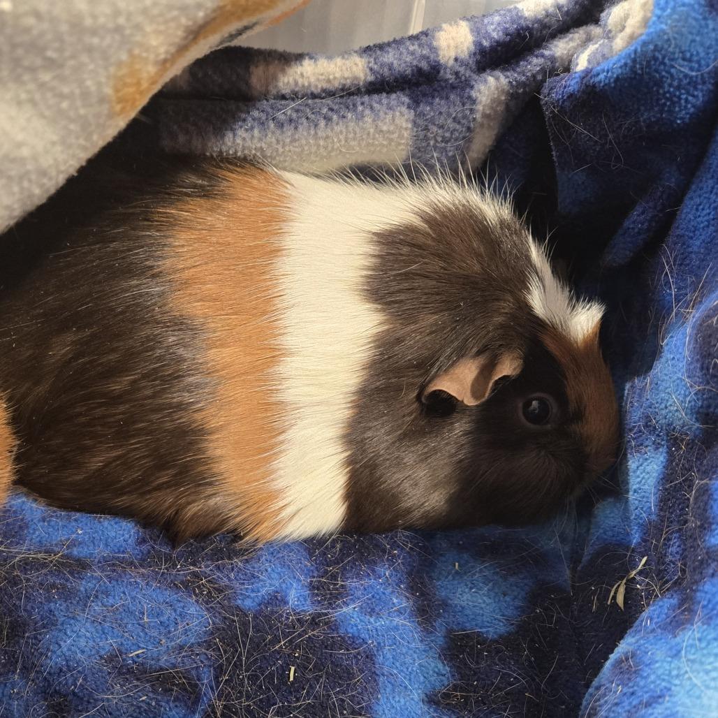 Enlarge Ginger, a Adoptable Guinea Pig in Saint Cloud, MN image 2/2