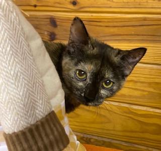 Portia - sweet and playful little girl