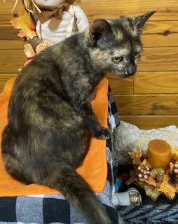 Portia - sweet and playful little girl