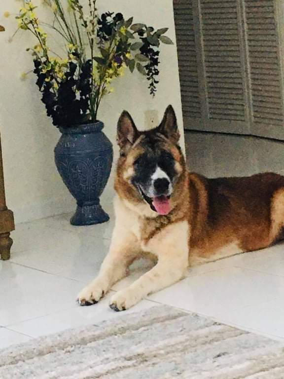 Carmela, a Adoptable Akita in Jacksonville, FL image 1/2