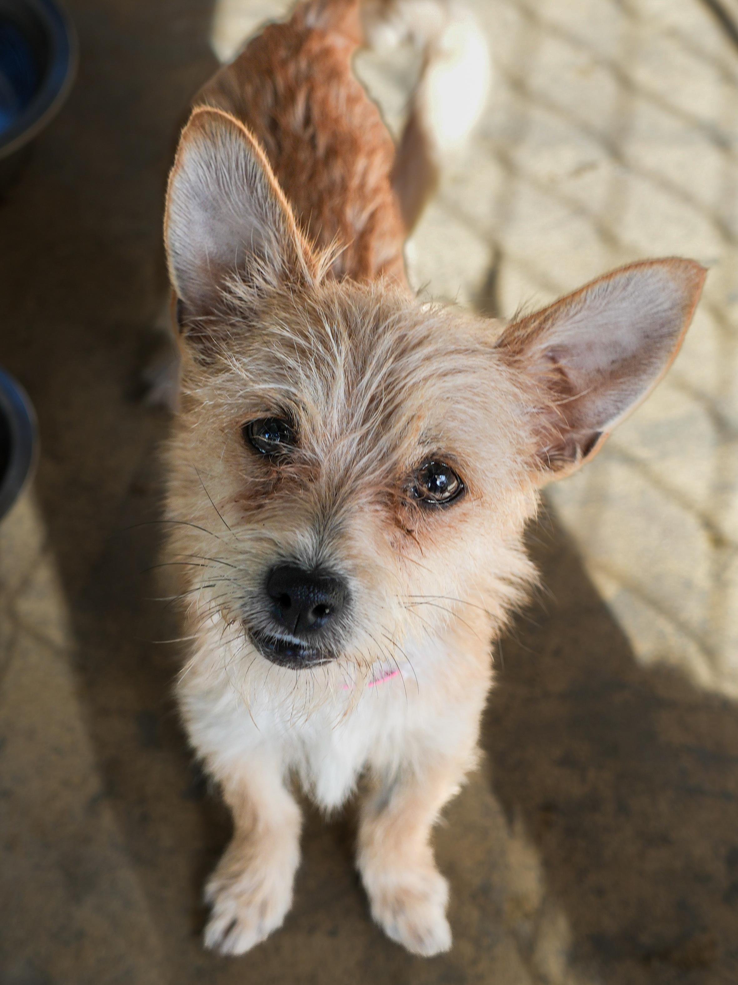 CHELSAY, Adoptable, Adult Female Terrier.