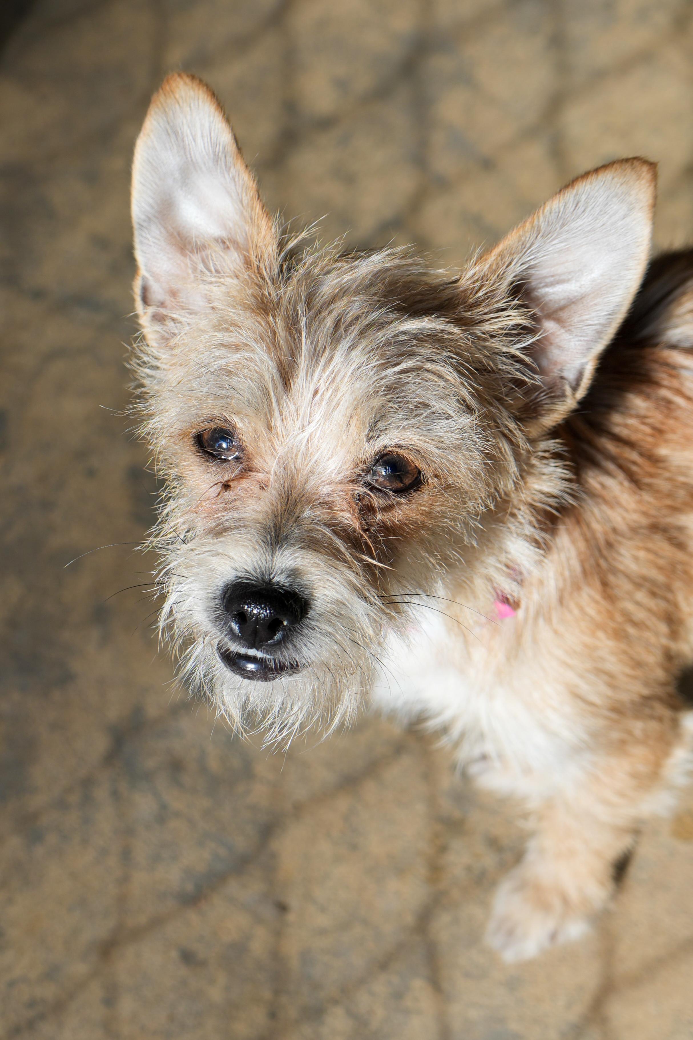 Enlarge CHELSAY, a Adoptable mixed breed in Fresno, CA image 3/4