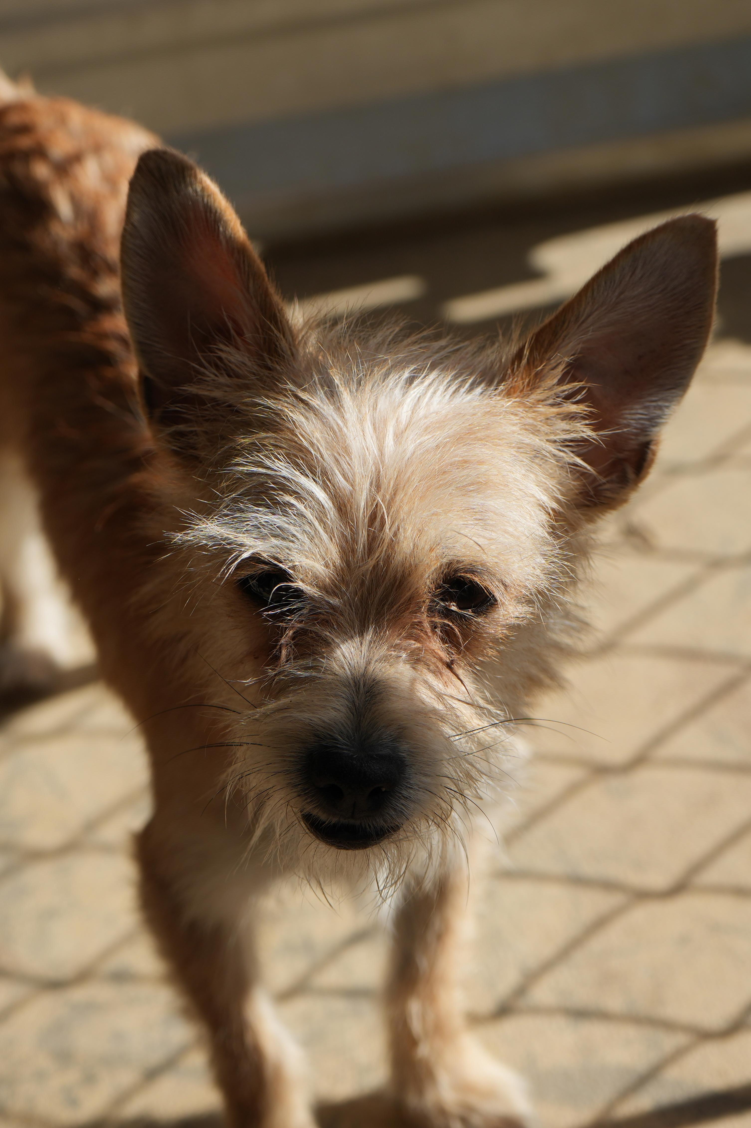 Enlarge CHELSAY, a Adoptable mixed breed in Fresno, CA image 4/4