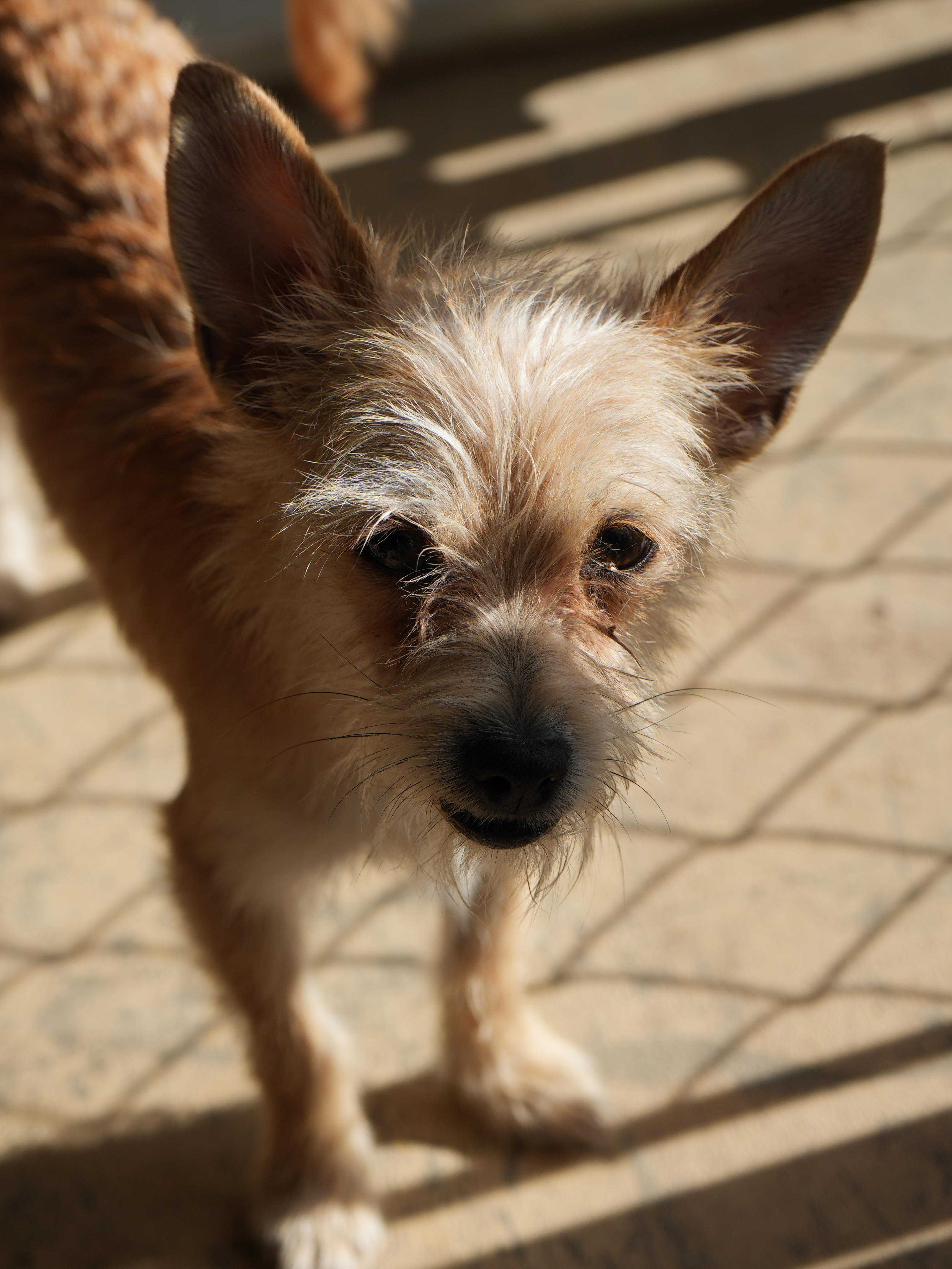 Enlarge CHELSAY, a Adoptable mixed breed in Fresno, CA image 2/4