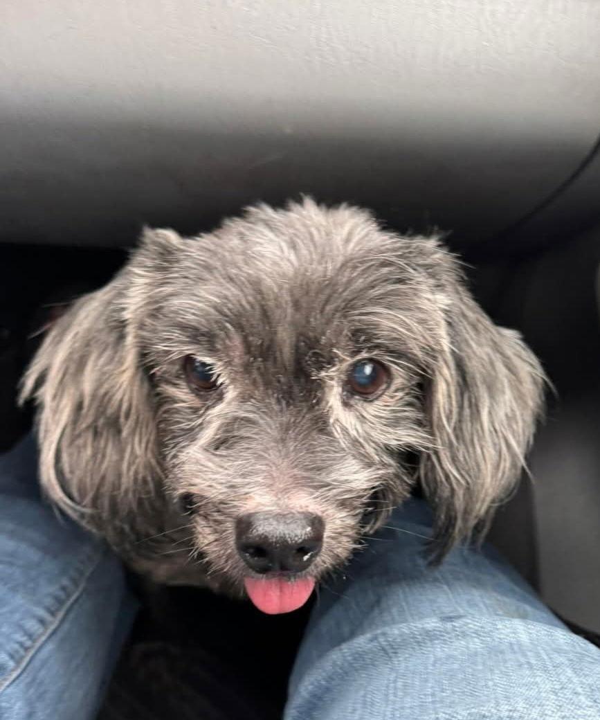 Sasha, Adoptable, Young Female Scottish Terrier.