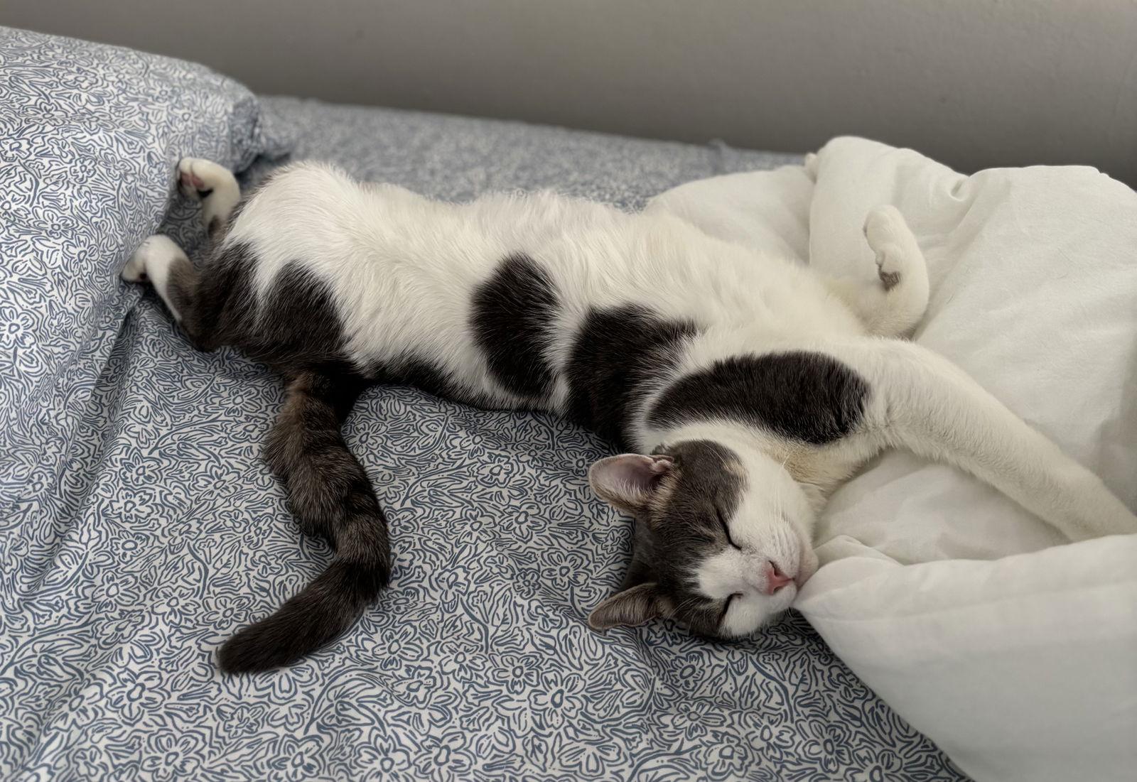 Enlarge Cara, a Adoptable Domestic Short Hair in Reston, VA image 2/3