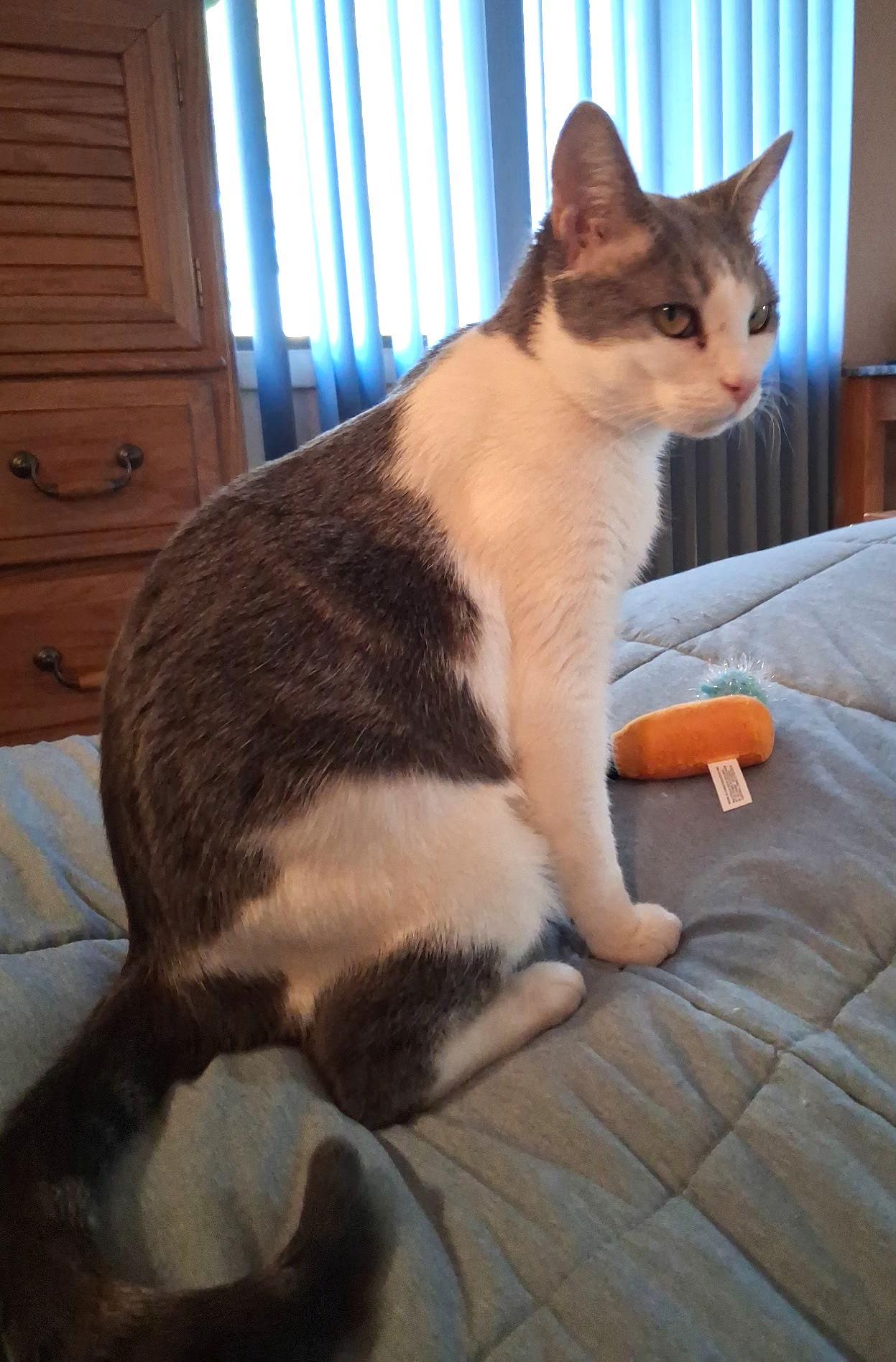 Enlarge Cara, a Adoptable Domestic Short Hair in Reston, VA image 1/3