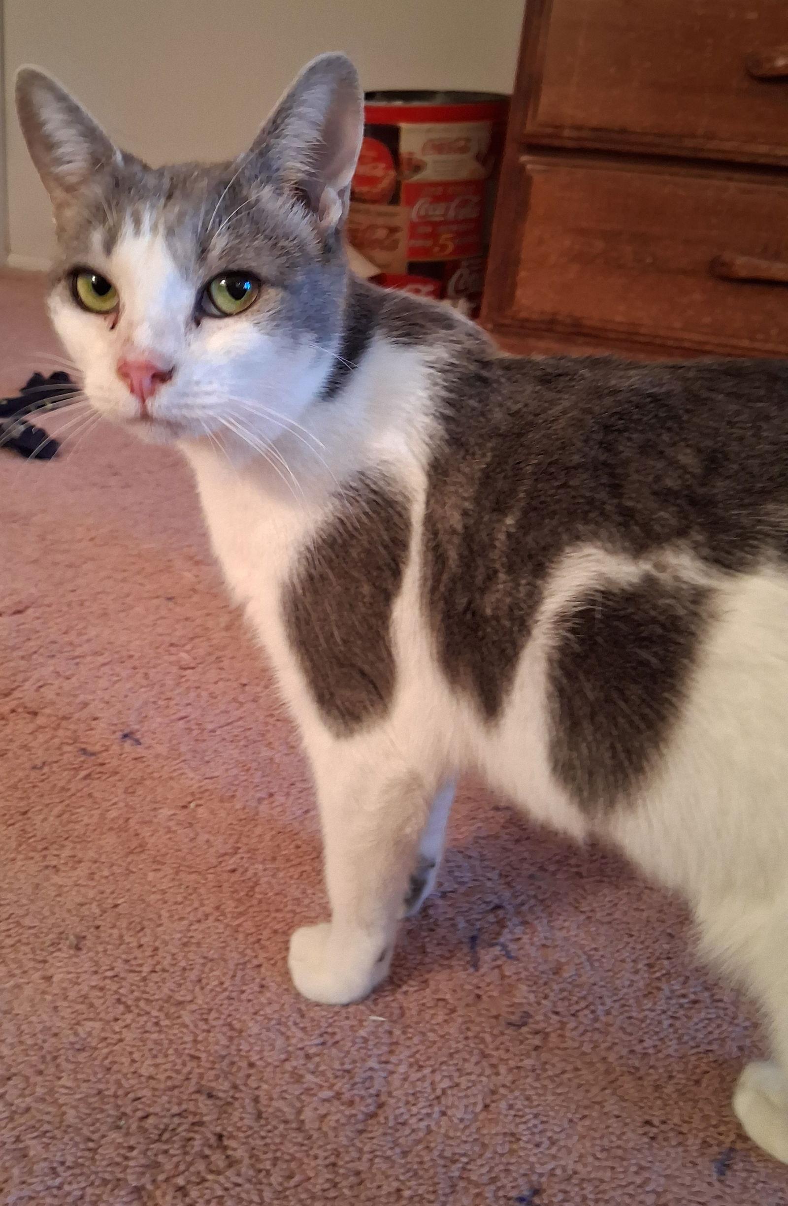 Cara, Adoptable, Young Female Domestic Short Hair.