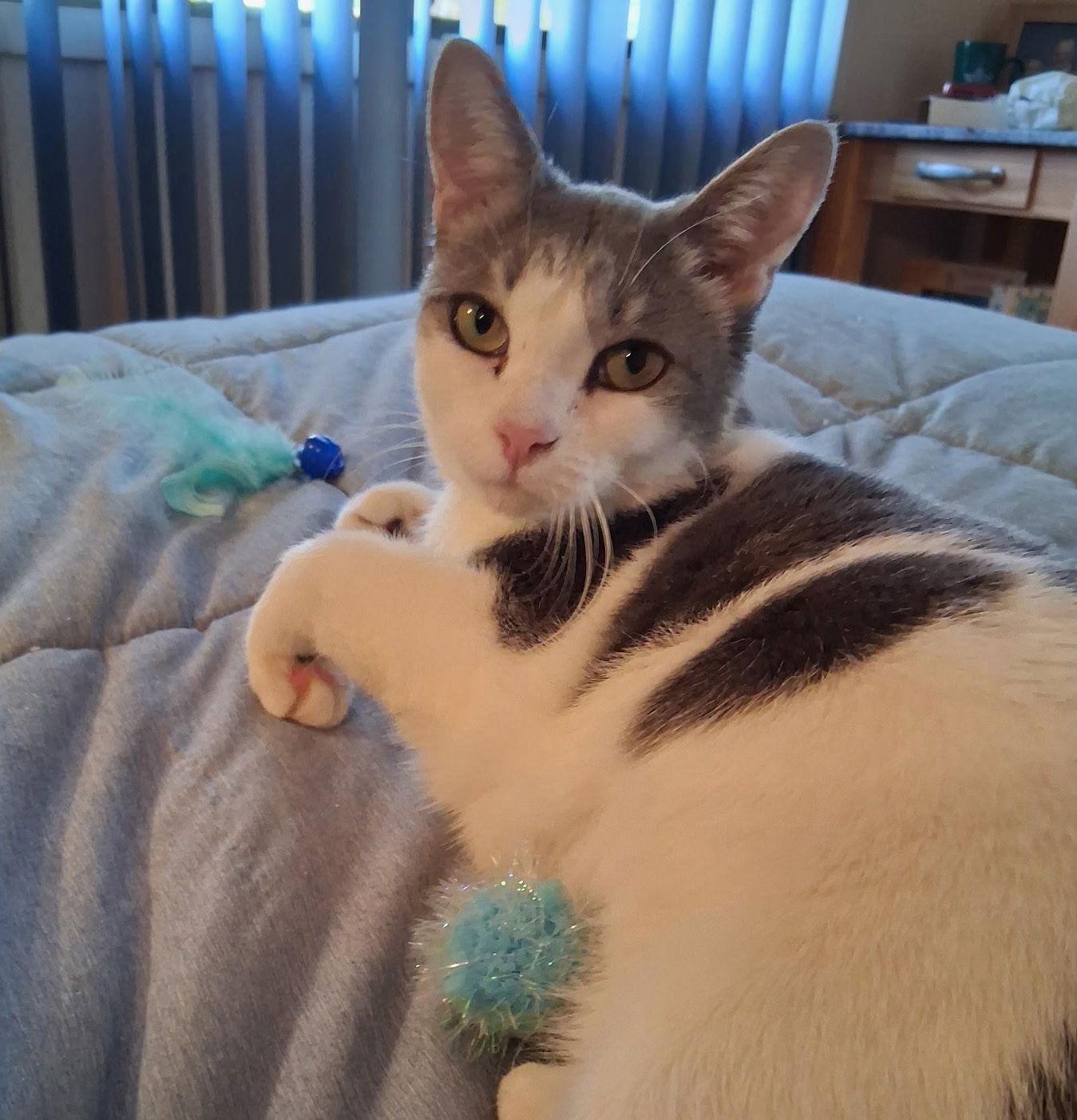 Enlarge Cara, a Adoptable Domestic Short Hair in Reston, VA image 3/3