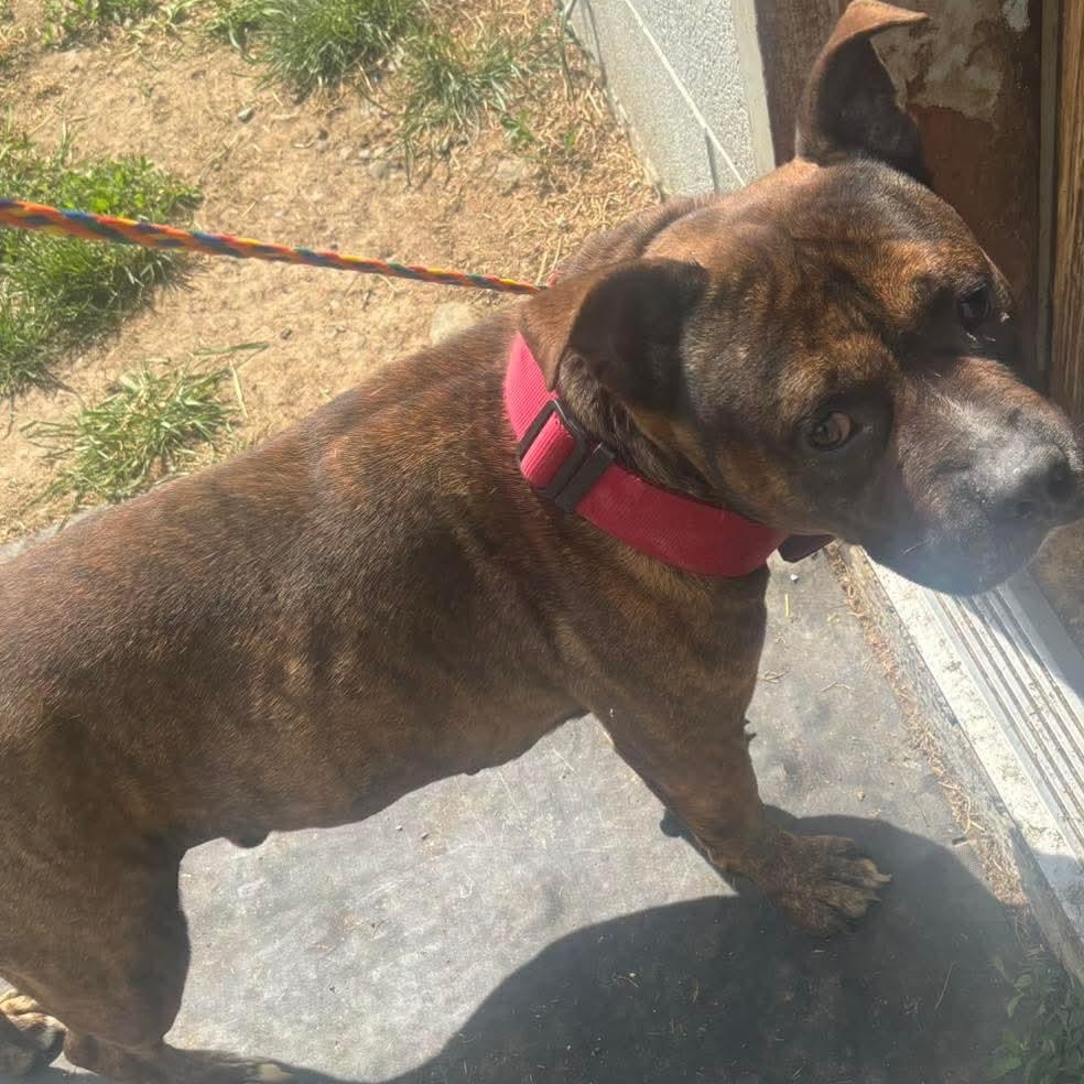 Mr. Beefy, ADOPTABLE, Adult Male Pit Bull Terrier.