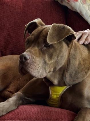 Enlarge Dandelion, a Adoptable mixed breed in Knoxville, TN image 1/3