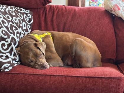 Enlarge Dandelion, a Adoptable mixed breed in Knoxville, TN image 2/3