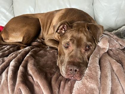 Enlarge Dandelion, a Adoptable mixed breed in Knoxville, TN image 3/3