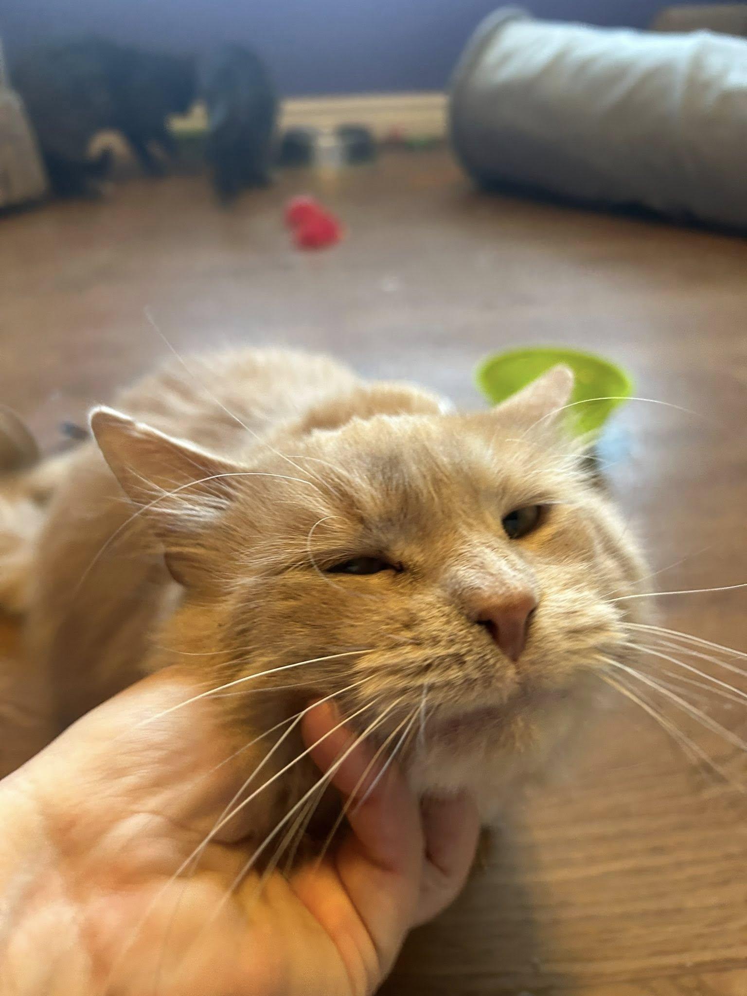 Bently, an adoptable Domestic Medium Hair in Kemptville, ON, K0G 1J0 | Photo Image 4
