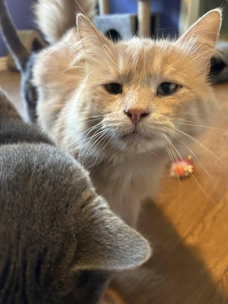 Bently, an adoptable Domestic Medium Hair in Kemptville, ON, K0G 1J0 | Photo Image 1