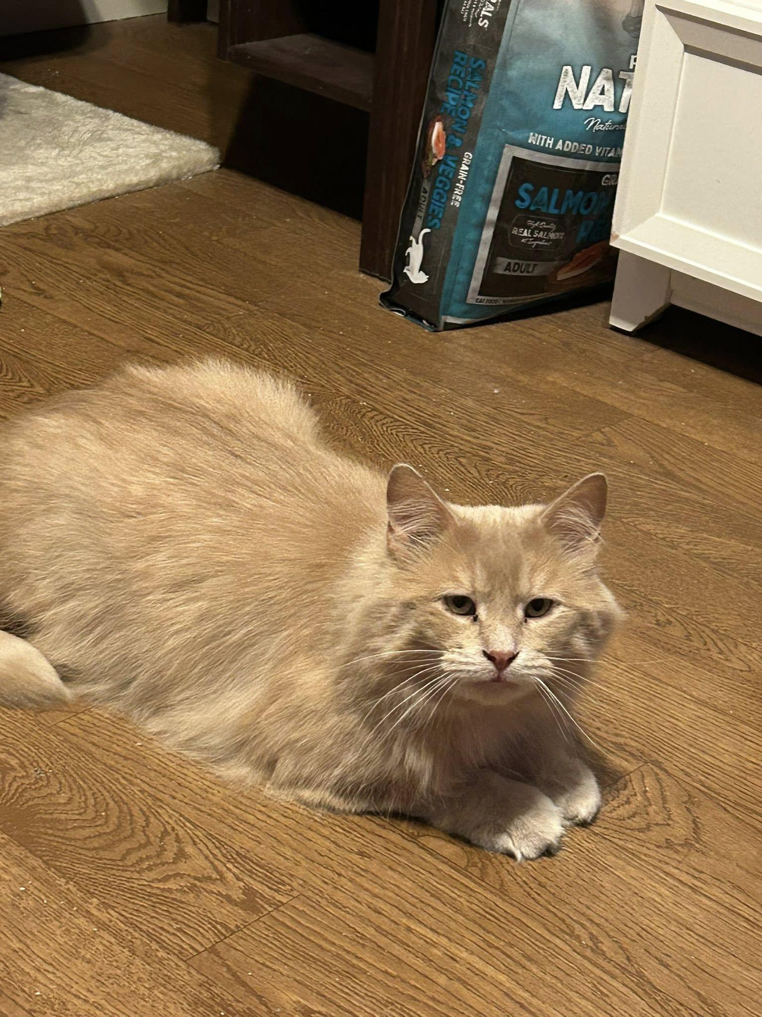 Bently, an adoptable Domestic Medium Hair in Kemptville, ON, K0G 1J0 | Photo Image 3