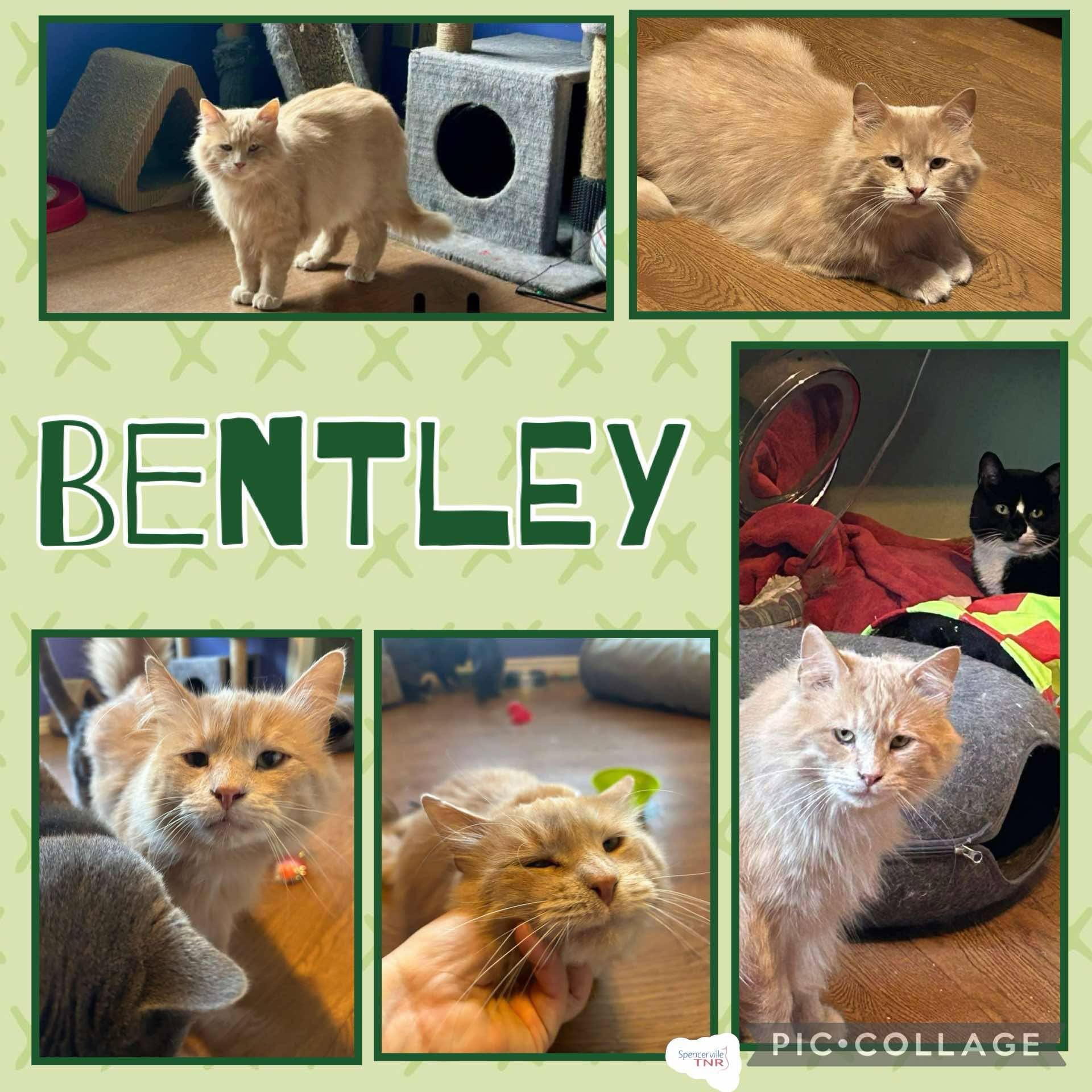 Bently, an adoptable Domestic Medium Hair in Kemptville, ON, K0G 1J0 | Photo Image 2