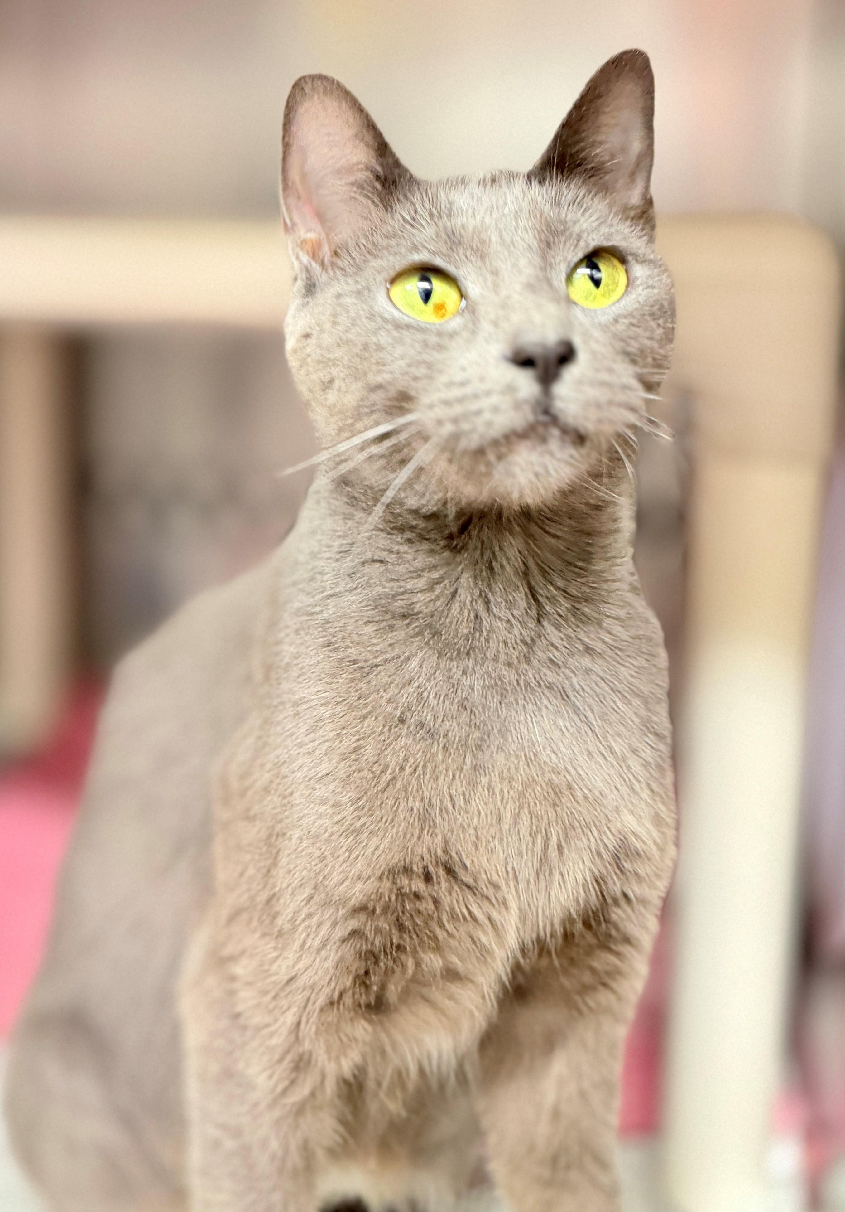 Enlarge Tipps, a Adopted Domestic Short Hair in Hamilton, ON image 2/4