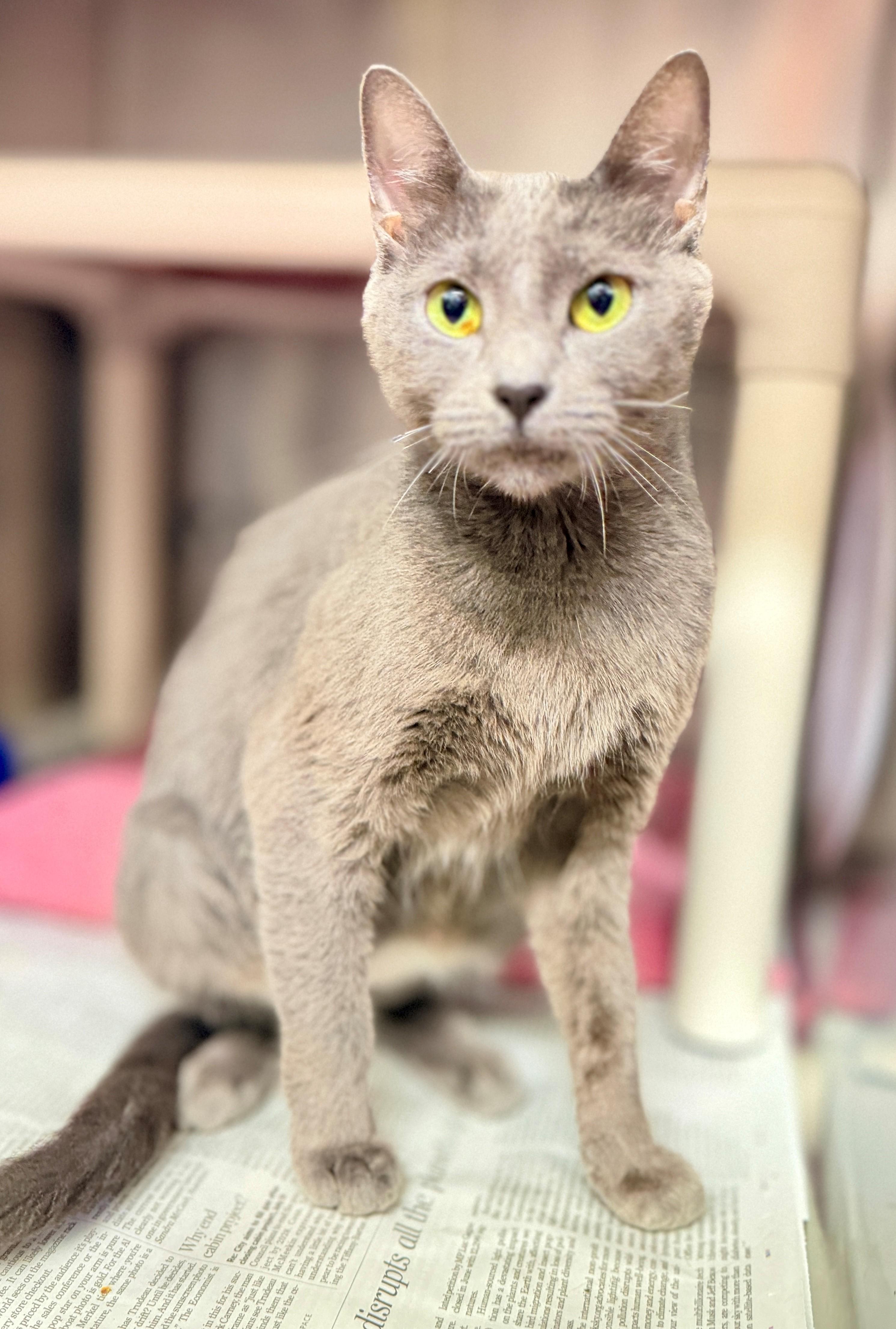 Enlarge Tipps, a Adopted Domestic Short Hair in Hamilton, ON image 1/4