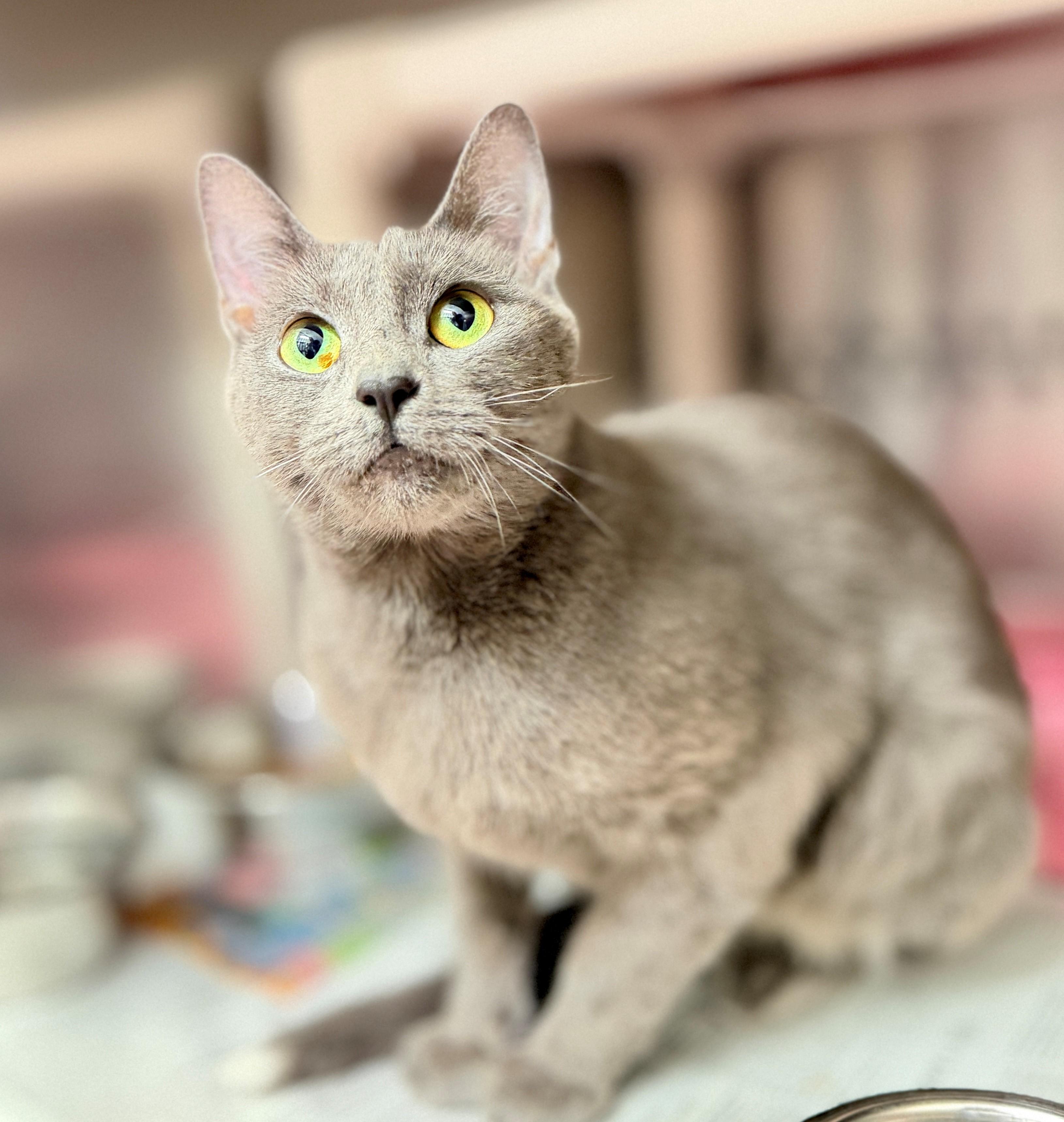 Enlarge Tipps, a Adopted Domestic Short Hair in Hamilton, ON image 3/4
