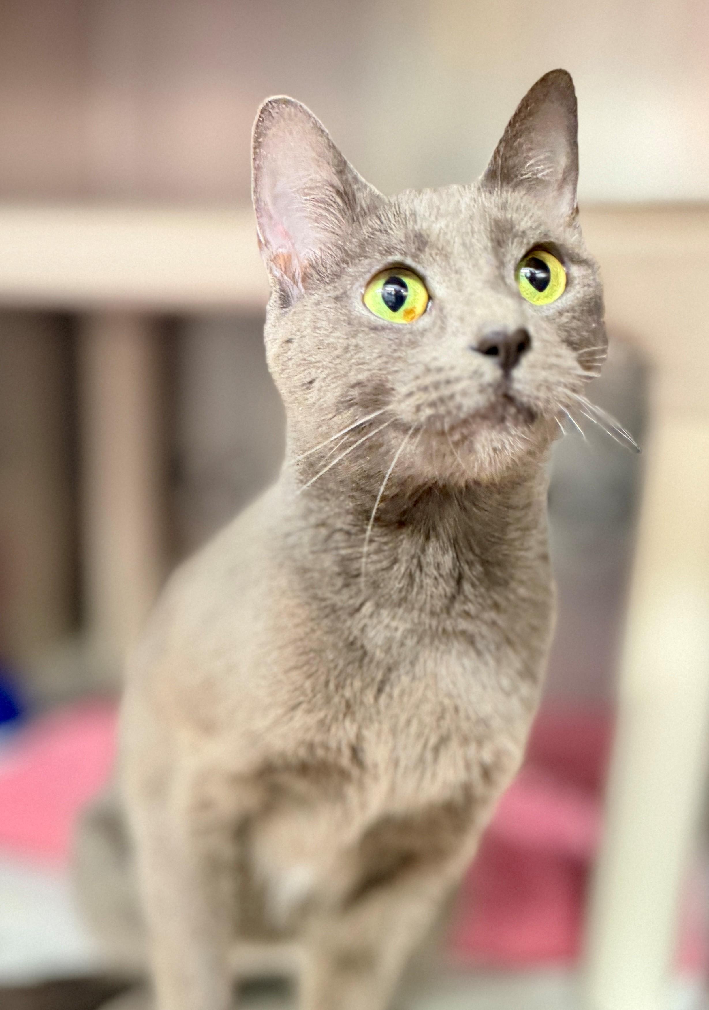 Enlarge Tipps, a Adopted Domestic Short Hair in Hamilton, ON image 4/4