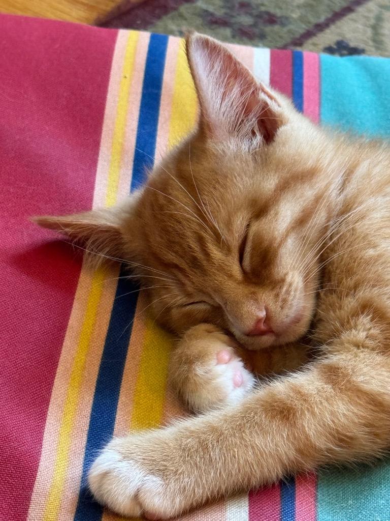 Jones, Adoptable, Kitten Male Domestic Short Hair.