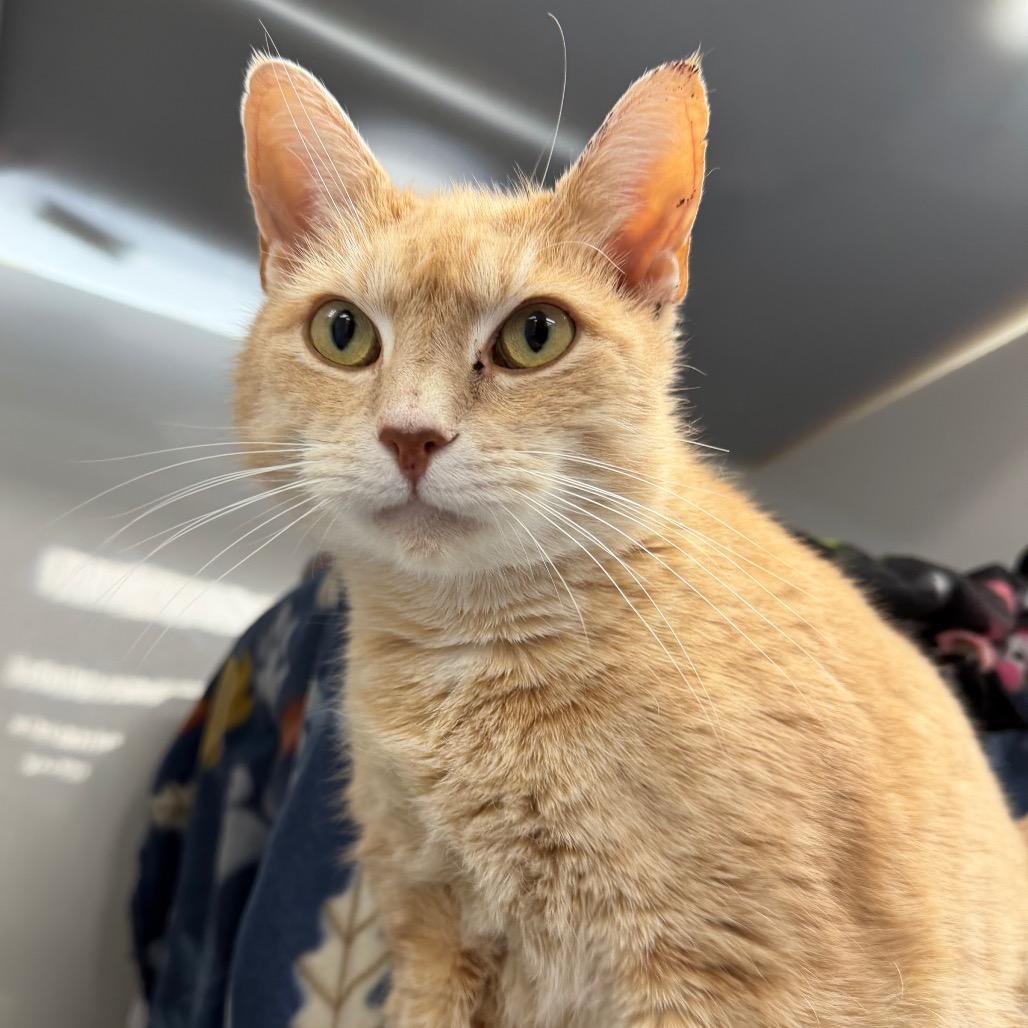 Aldrich, Adoptable, Senior Male Domestic Short Hair.