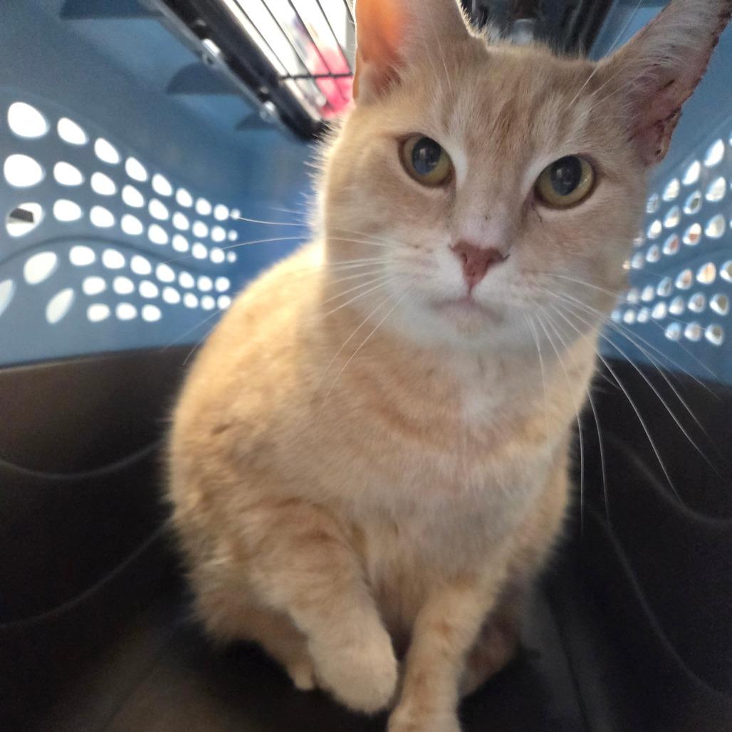 Aldrich, Adoptable, Senior Male Domestic Short Hair.