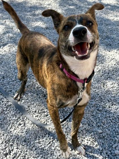 Tiger, Adoptable, Adult Female Mixed Breed & Mixed Breed.