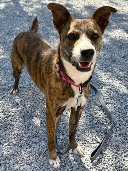 Tiger, a Adoptable mixed breed in Cincinnati, OH image 2/2