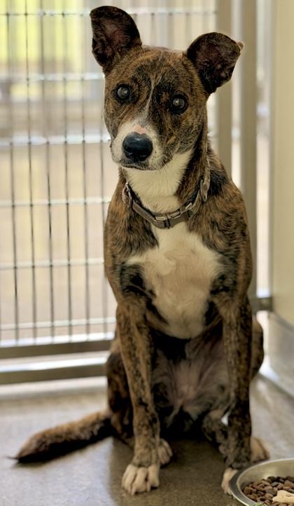 Tiger, Adoptable, Adult Female Mixed Breed & Mixed Breed.