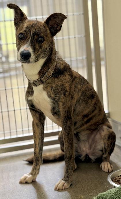 Enlarge Tiger, a Adoptable mixed breed in Cincinnati, OH image 2/2