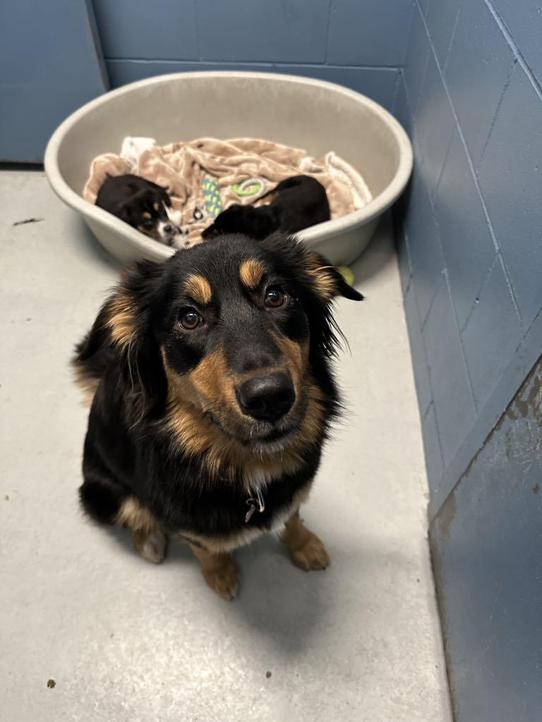 Rae Rae, Adoptable, Adult Female Shepherd.