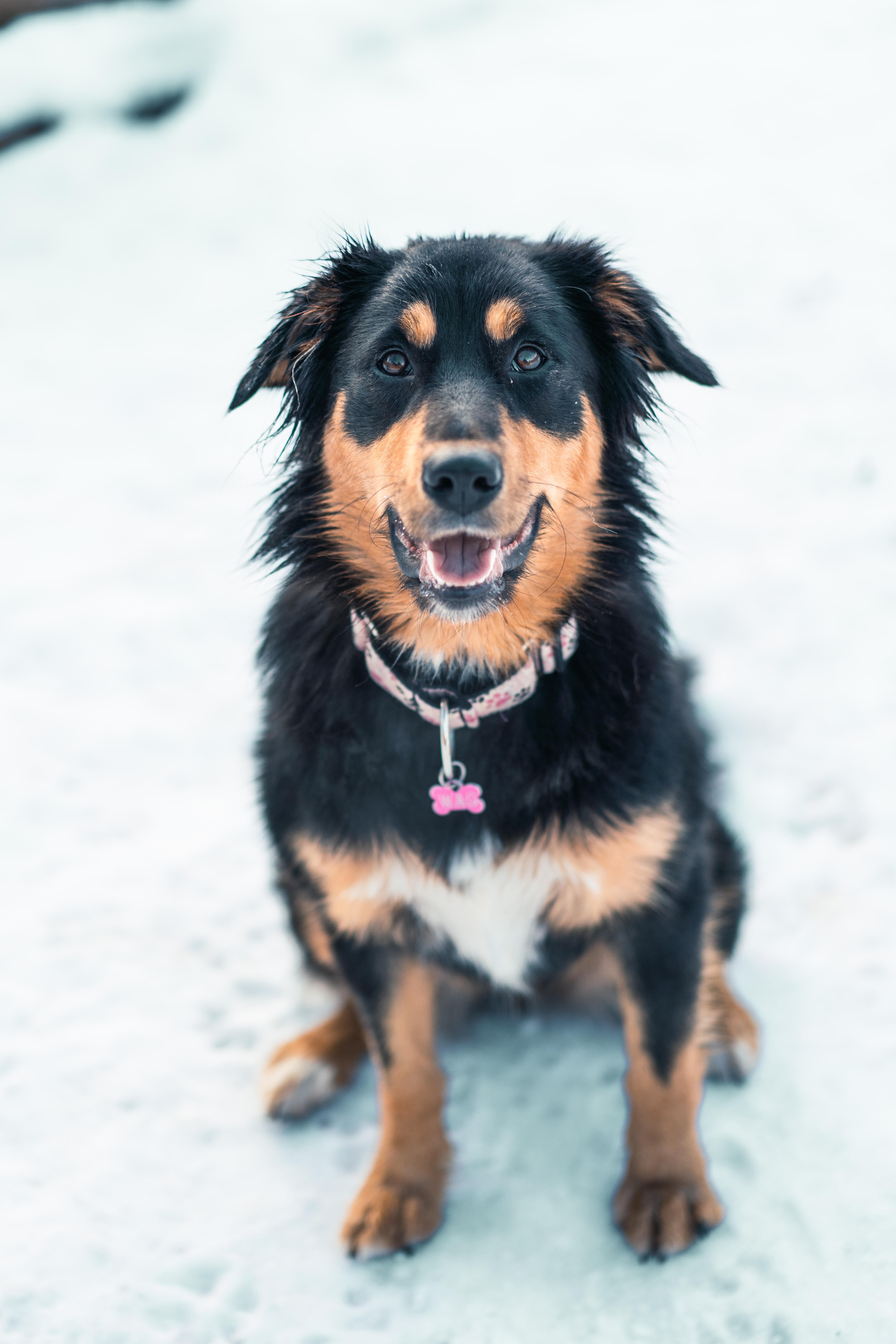 Enlarge Rae Rae, a Adoptable mixed breed in Whistler, BC image 2/6