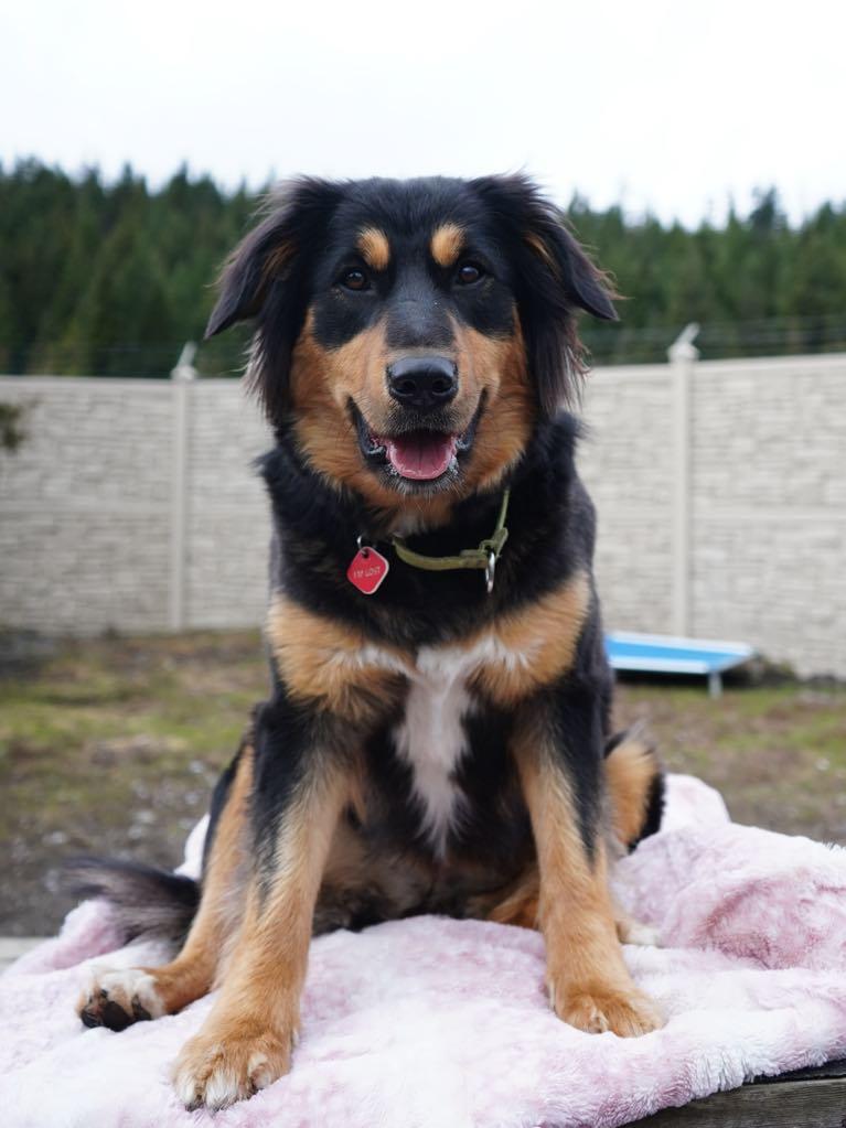 Enlarge Rae Rae, a Adoptable mixed breed in Whistler, BC image 1/6