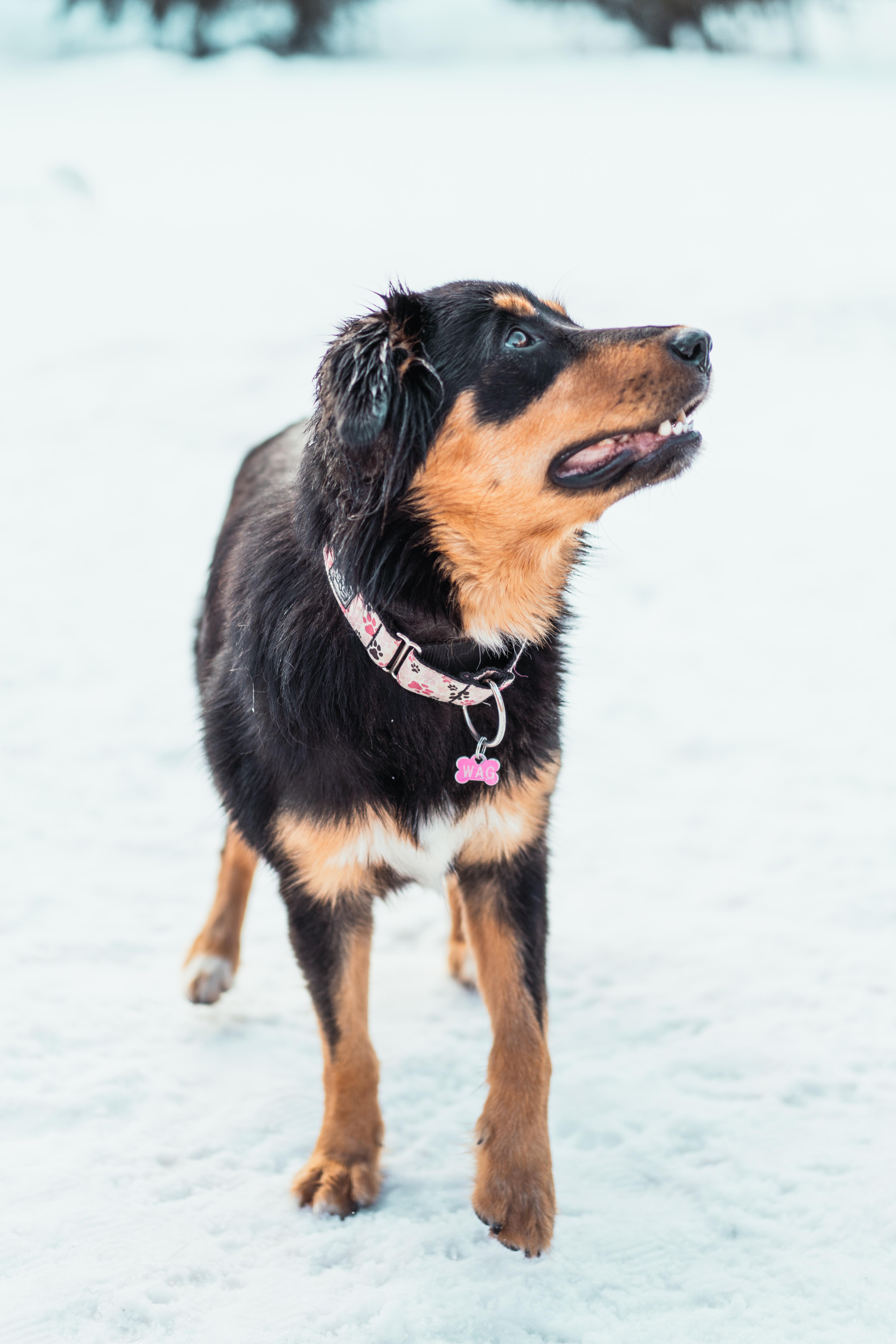 Enlarge Rae Rae, a Adoptable mixed breed in Whistler, BC image 4/6