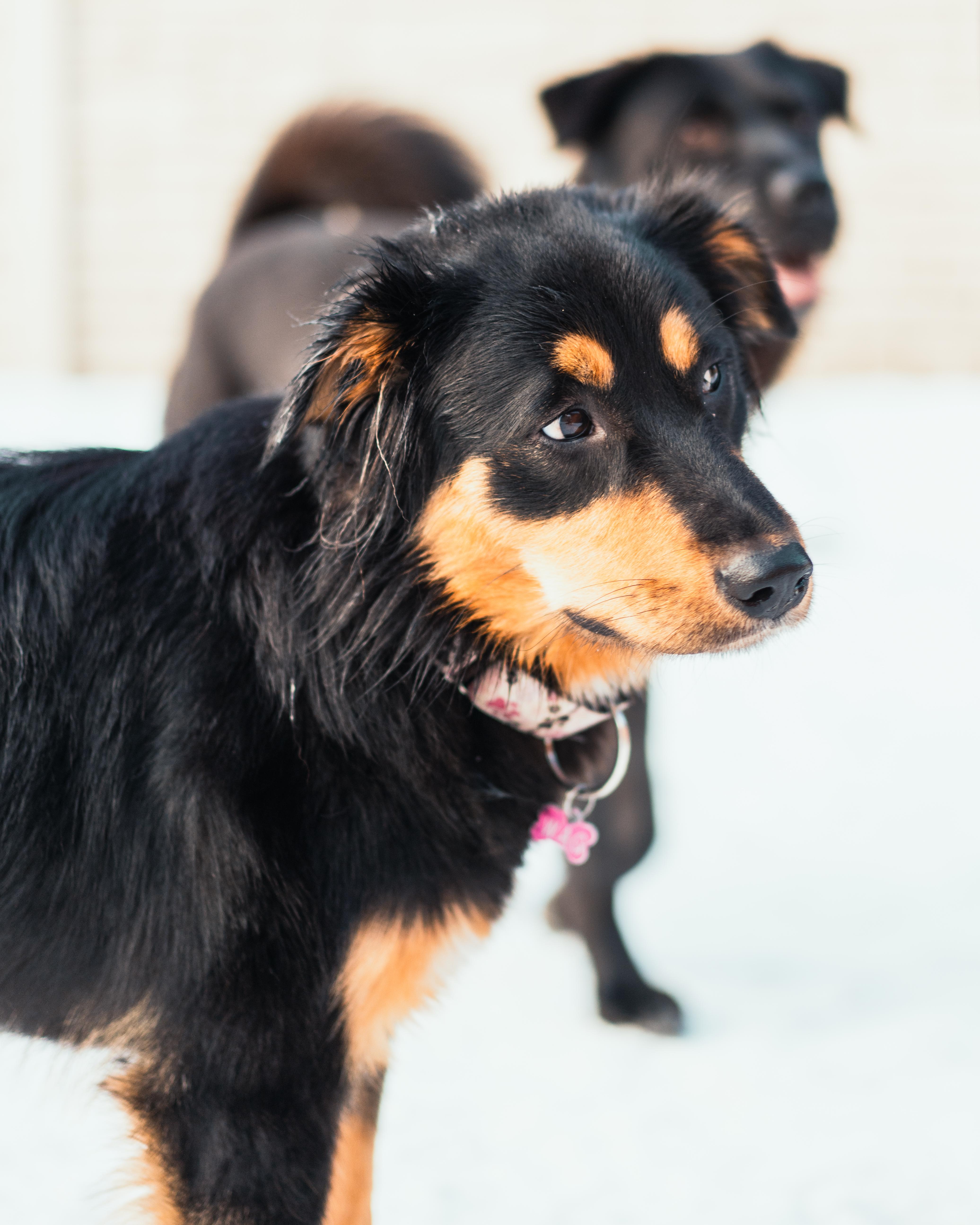 Enlarge Rae Rae, a Adoptable mixed breed in Whistler, BC image 5/6